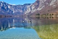 Pair of mallards or wild ducks on Bohinj lake Royalty Free Stock Photo