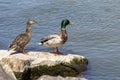 The pair of Mallards Anas platyrhynchos is a dabbling duck Royalty Free Stock Photo