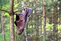 A pair of man`s shoes hanging on a tree in the forest. Royalty Free Stock Photo