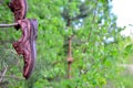 A pair of man`s shoes hanging on a tree in the forest. Royalty Free Stock Photo