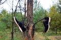 A pair of man`s shoes hanging on a tree in the forest. Territory designation as a sign that there was a person here. Royalty Free Stock Photo