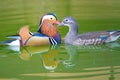 A pair of mandarin duck