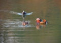 Pair of Mandarin ducks. Female is eating a frog