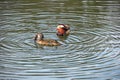 Pair of Mandarin ducks. Female has caught a frog