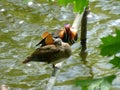 Pair of mandarin ducks sitting on the metal tube above the surface of water Royalty Free Stock Photo