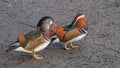 A pair of Mandarin Ducks in Stockport, Northern England
