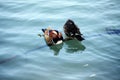 A pair of mandarin ducks taking a nap in the water. Royalty Free Stock Photo