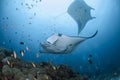 Pair of manta rays swimming elegantly in Maldives