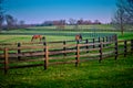 A pair of mares and foals grazing on early spring grass at a thoroughbred farm