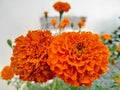A pair of marigolds.