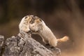 Pair of Marmots having a stand-up fight Royalty Free Stock Photo