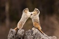 Pair of Marmots having a stand-up fight Royalty Free Stock Photo