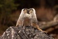 Pair of Marmots having a stand-up fight Royalty Free Stock Photo