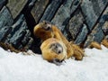 Austria - marmots playing in the snow