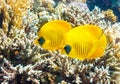 Pair of Masked butterflyfish on a coral reef of the red sea.