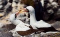 Pair of Masked White boobies sitting on the rocks. The Galapagos Islands. Birds. Ecuador.