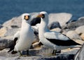 Pair of Masked White boobies sitting on the rocks. The Galapagos Islands. Birds. Ecuador.