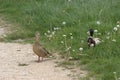 A pair of mated ducks Common duck, Anas platyrhynchosstanding halfway on a path and halfway in some high grass with dandelions