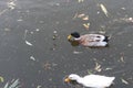 A pair of mated ducks foraging near recyclable garbage-Brown and white ducks in a pond-Crested duck drink water from a puddle Royalty Free Stock Photo