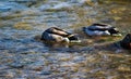 A Pair of Mated Mallard Duck Royalty Free Stock Photo