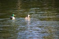 A Pair of Mated Mallard Ducks Royalty Free Stock Photo