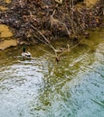 A Pair of Mated Mallard Ducks Royalty Free Stock Photo