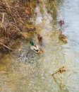 A Pair Of Mated Mallard Ducks