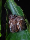 Pair of mating Amphimallon solstitiale