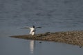 Pair of mating Black headed gulls Chroicocephalus ridibundus. Royalty Free Stock Photo