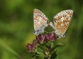 A beautiful pair of mating Brown Argus Butterfly, Aricia agestis, perching on a flower in a meadow. Royalty Free Stock Photo