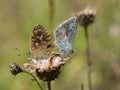 Pair of mating chalkhill blue Polyommatus coridon butterflies in the family Lycaenidae. Royalty Free Stock Photo