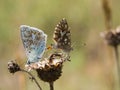 Pair of mating chalkhill blue Polyommatus coridon butterflies in the family Lycaenidae. Royalty Free Stock Photo
