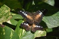 Pair of Mating Clipper Butterflies on a Leaf Royalty Free Stock Photo