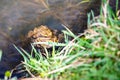 A pair of mating Common Toads Bufo bufo on the edge of a pond.