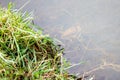 A pair of mating Common Toads Bufo bufo in a pond.