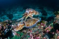 A pair of mating Cuttlefish on a dark coral reef in the Andaman Sea Richelieu Rock