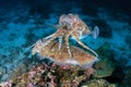 A pair of mating Cuttlefish on a dark coral reef in the Andaman Sea Richelieu Rock