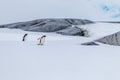 Pair of mating gentoo penguins in Antarctica