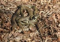 A pair of mating grass snake Natrix natrix curled up in the undergrowth at the edge of a pond in woodland. They are Britain`s la