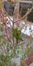 A pair of mating grasshopper a light green and a dark green coloured sitting on a plant in the garden
