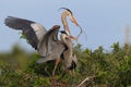 Pair of mating great blue herons with wings flying Royalty Free Stock Photo
