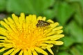 A pair of mating Hoverflies in Springtime on a Dandelion flower.