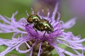 Pair of mating Japanese beetles on a lavender bergamot flower.