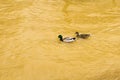 A Pair of Mating Mallard Duck Swimming Together by a Flooding Roanoke River Royalty Free Stock Photo