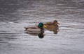 A pair of Mallard ducks swimming in the river