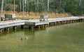 A Pair Of Mating Mallard Ducks Swimming