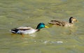 A Pair of Mating Mallard Ducks Swimming Together by a Flooding Roanoke River Royalty Free Stock Photo