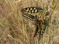 Pair of mating Maltese Swallowtail butterflies next to a snail