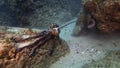 Pair Of Mating Octopuses.Octopus Mating & Dramatic Squid Octopi Sex Arm Display