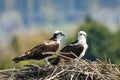 Pair of mating osprey on a large nest
